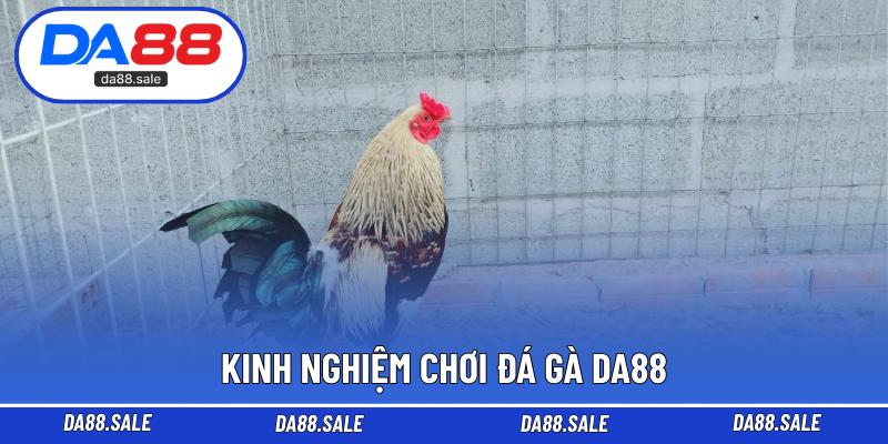 Kinh nghiệm chơi đá gà DA88